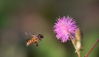Memotret Lebah